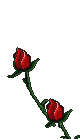 red rose
