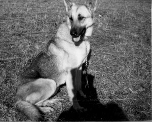 K-9 Candy1