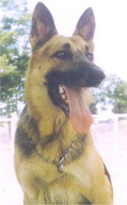 Duke 56M9