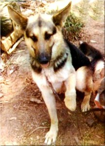 Duke