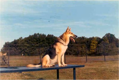 Lobo