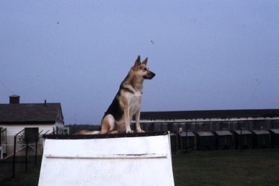 Lobo