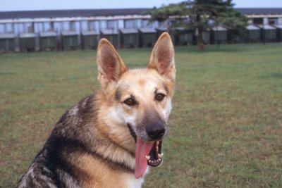 Lobo