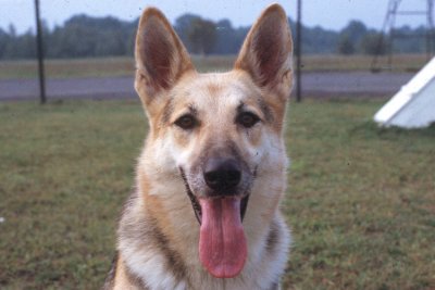 Lobo