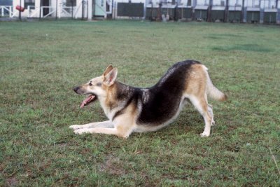 Lobo