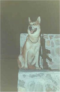 pistol 5