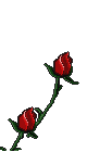 red rose