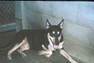 Zorro